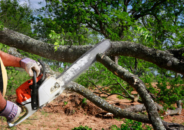 Best Best Tree Removal Services  in Montecito, CA